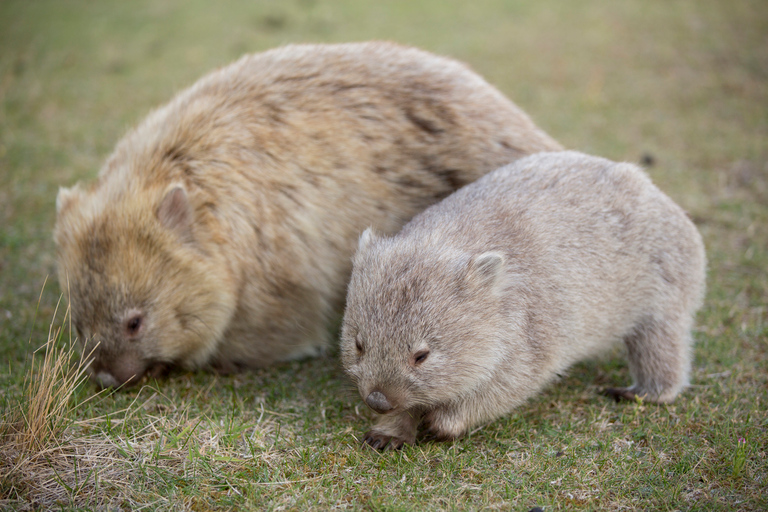 Hobart: Maria Island National Park Active Full-Day Tour From Hobart: Maria Island National Park Active Full-Day Tour