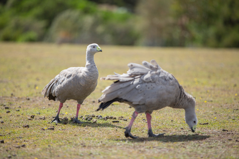 Hobart: Maria Island National Park Active Full-Day Tour From Hobart: Maria Island National Park Active Full-Day Tour