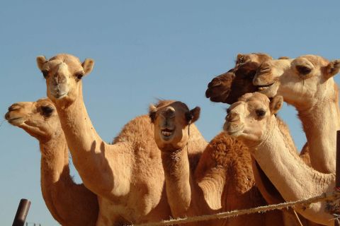 Ab Dubai: Sightseeing-Tagestour zur Gartenstadt al-Ain