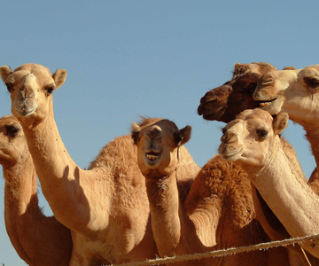 Au départ de Dubaï : Visite touristique d'une journée à Al Ain Garden City