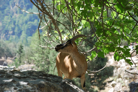 Ab Agia Pelagia, Iraklio & Malia: Samaria-Schlucht-TagestourAbholung in Iraklio und Ammoudara