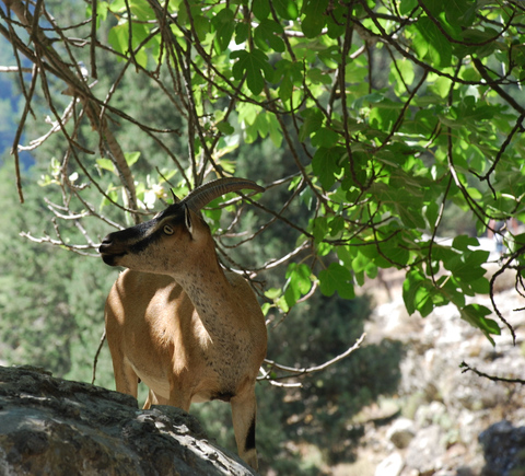 Safaris & wildlife activities