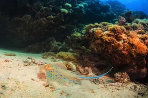 Ras Muhammad National Park: Snorkeling Tour w/ White Island