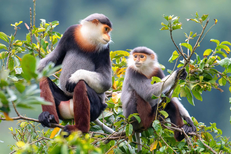 Son Tra Monkey Tours : Spot Red-Shanked Douc & Sightseeings Morning Trip by Driver also Forest Ranger