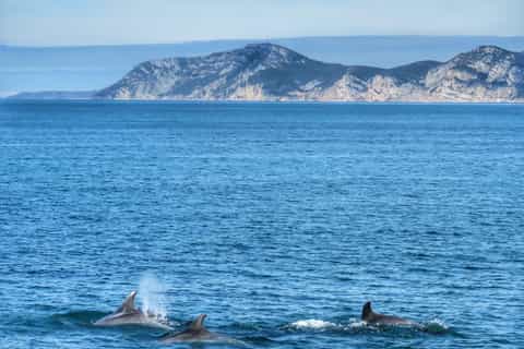 Setúbal, Portugal: Catamaran Dolphin Watching Tour