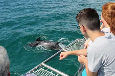 Setúbal, Portugal: Catamaran Dolphin Watching Tour