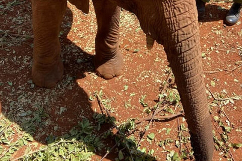 Parco nazionale di Nairobi, orfanotrofio degli elefanti e centro delle giraffeParco Nazionale di Nairobi, DSWT e Centro delle Giraffe senza ingresso