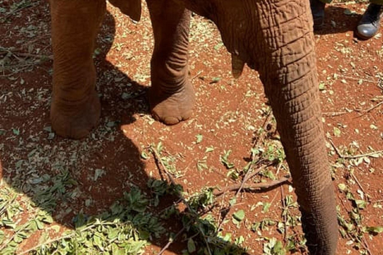 Parco nazionale di Nairobi, orfanotrofio degli elefanti e centro delle giraffeParco Nazionale di Nairobi, DSWT e Centro delle Giraffe senza ingresso