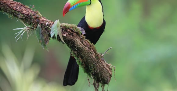 La Fortuna: Bird Watching Experience