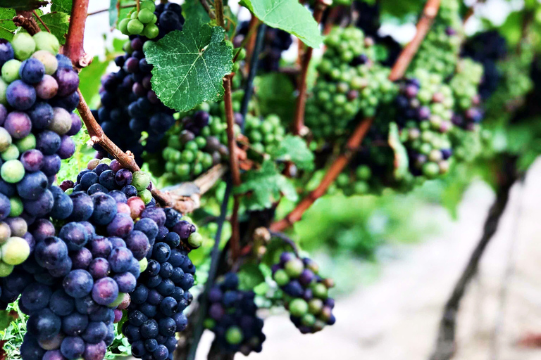 Niagara-on-the-Lake: Halvdagstur med vin, öl och charkuterier