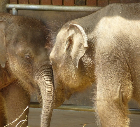 Zoos & aquariums
