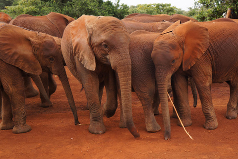 Nairóbi: Parque Nacional, Santuário de Elefantes e Centro de GirafasParque Nacional, girafas e passeio de elefante bebê - sem taxas