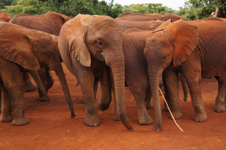 Nairobi: experiencia de safari en varios parques todo incluido de día completoTour sin tarifas de admisión