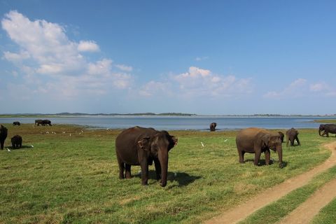 From Bentota: Elephant Transit Camp and Udawalawe Safari