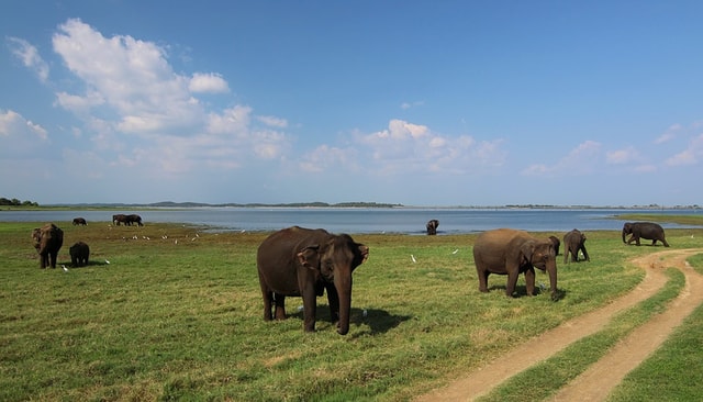 Van Bentota: Udawalawe Safari, Galle Fort & Unawatuna Beach