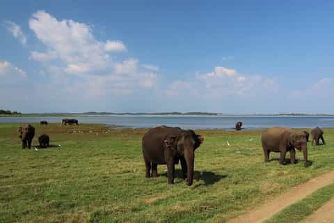 From Bentota: Udawalawe Safari, Galle Fort & Unawatuna Beach