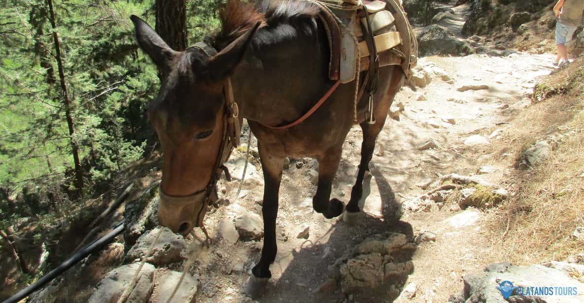 Full-Day Samaria Gorge Trekking Excursion from Chania