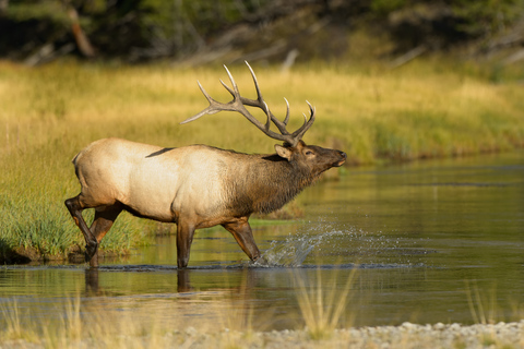 Banff: wilde dieren op de Bow River Big Canoe Tour