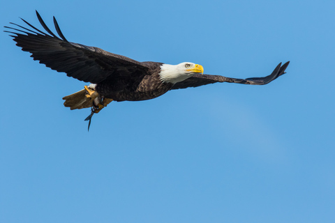 Banff: wilde dieren op de Bow River Big Canoe Tour