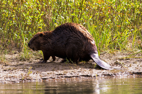 Banff: wilde dieren op de Bow River Big Canoe Tour