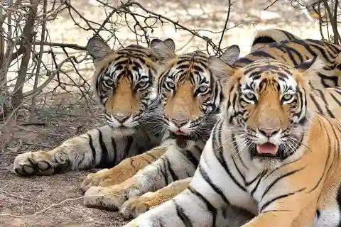 Safari di 4 giorni con le tigri del Triangolo d'Oro e di Ranthambore da Delhi
