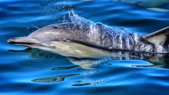 from tauranga halfday dolphin and wildlife cruise