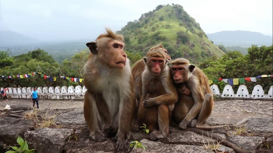 From Bentota Day Trip To Sigiriya And Dambulla Temple Getyourguide