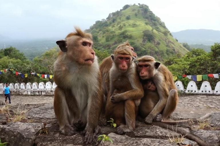From Bentota: Day Trip to Sigiriya and Dambulla Temple