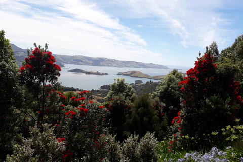 Dunedin: Peninsula with Lanarch Castle gardens & Olveston
