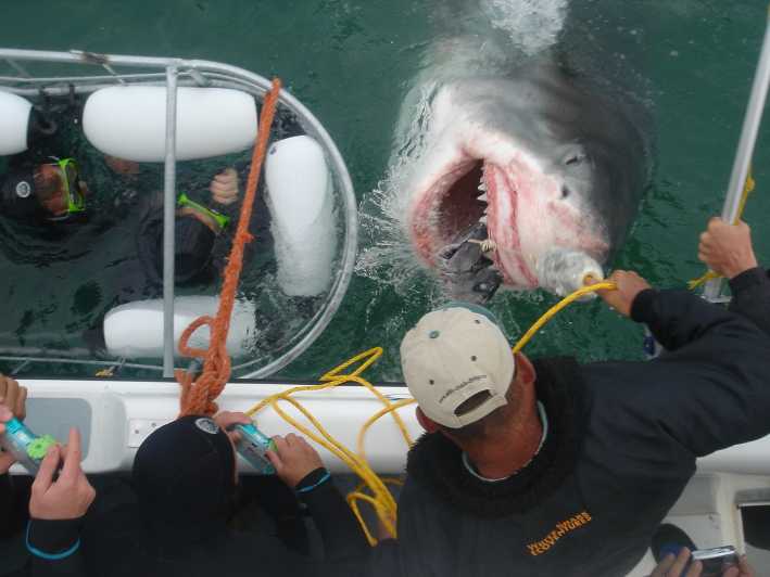 From Cape Town or Hermanus: Shark Cage Dive Boat Cruise