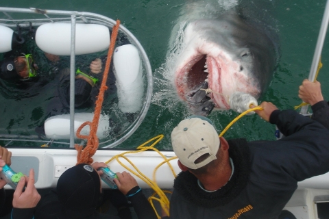 Z Kapsztadu lub Hermanusa: rejs łodzią do nurkowania z klatkami rekinówWycieczka z transferami