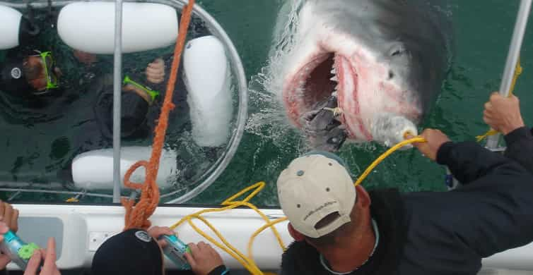 From Cape Town or Hermanus: Shark Cage Dive Boat Cruise