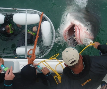 From Hermanus: Cruise with Shark Cage Dive and Lunch