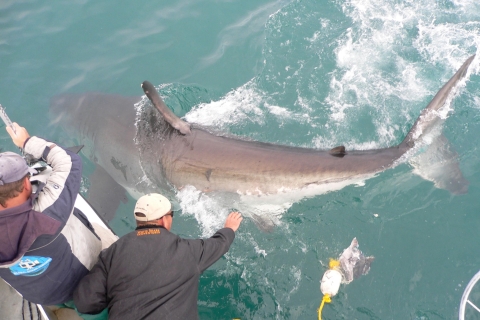 Z Kapsztadu lub Hermanusa: rejs łodzią do nurkowania z klatkami rekinówTylko wycieczka
