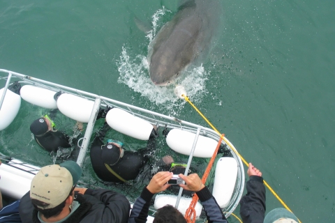 Z Kapsztadu lub Hermanusa: rejs łodzią do nurkowania z klatkami rekinówWycieczka z transferami