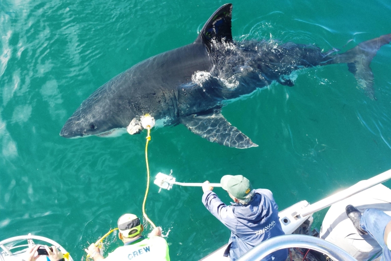 Von Kapstadt oder Hermanus: Haikäfig-TauchbootfahrtTour mit Transfers