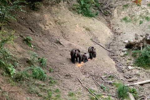 Da Brasov: Osservare gli orsi in libertà