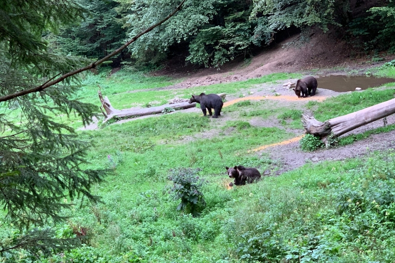 De Brasov : Observation des ours dans la nature