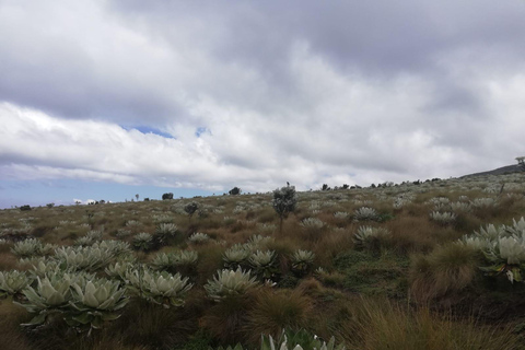 Conquer Mt. Kenya A 4-Day Sirimon to Chogoria Traverse