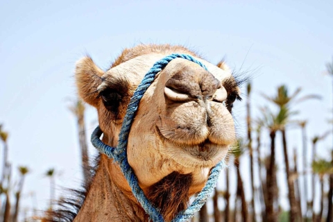 Marrakech : balade en chameau Palmeraie au coucher du soleilMarrakech : balade en chameau à la Palmeraie