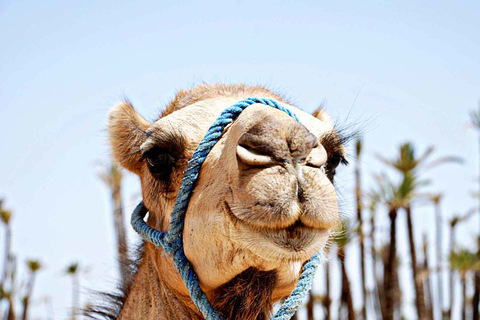 Marrakech: Sunset Camel Ride in Palmeraie