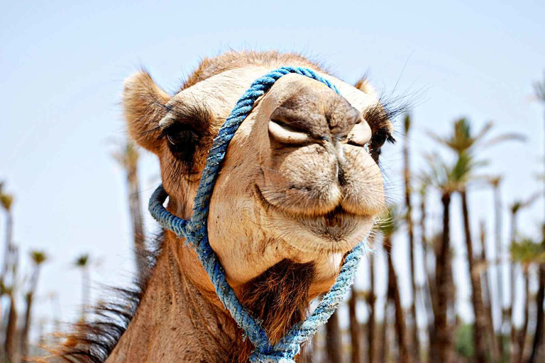 Marrakech: Sunset Camel Ride in Palmeraie