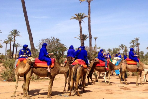 Marrakech: paseo en camello al atardecer en Palmeraie