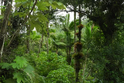 El Yunque National Rainforest: Nature Walk and Beach Trip