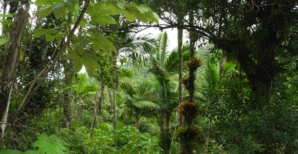 El Yunque National Rainforest Nature Walk & Luquillo Beach