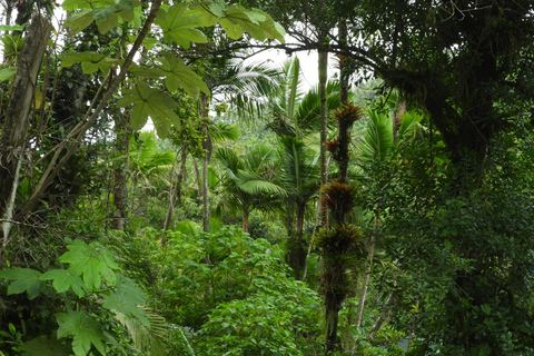 Forêt pluviale nationale d'El Yunque : promenade dans la nature et excursion à la plage