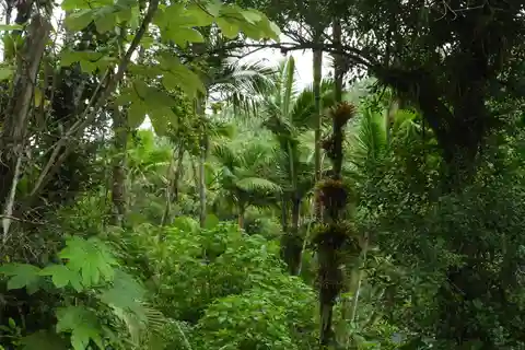 El Yunque National Rainforest: Nature Walk and Beach Trip