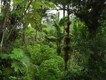 El Yunque National Rainforest: Naturwanderung und Strandausflug