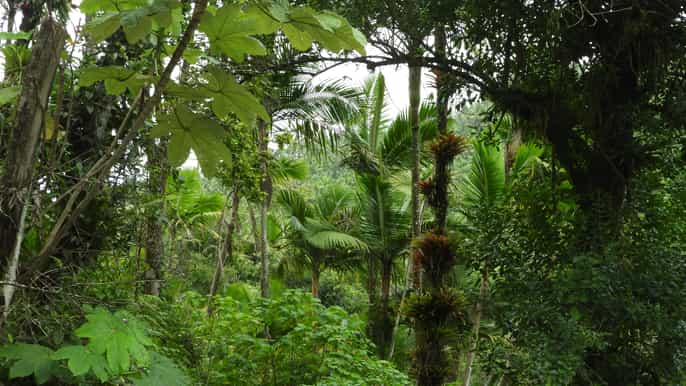 el yunque national rainforest nature walk adventure