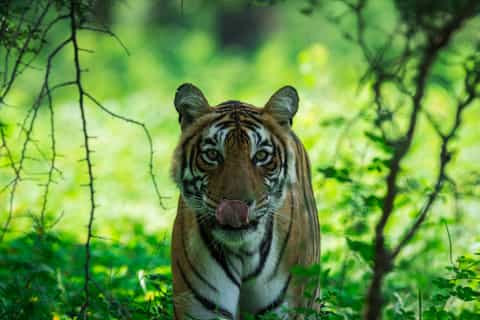 Ranthambore National Park: Jeep or Canter Safari Admission